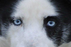 SCUOLA FEDERALE SLEDDOG MILLEGROBBE DI RUFFA TIZIANO MARIO